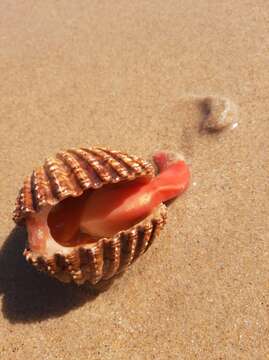 Image of European prickly cockle