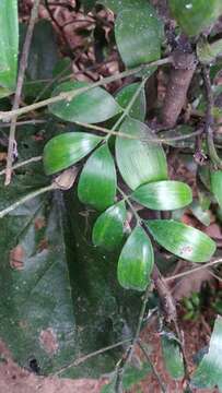 Image of Asian bayberry