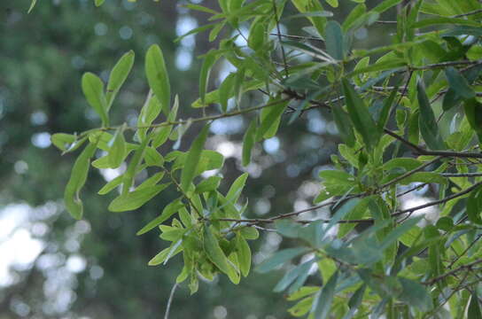 Image of Darlington Oak