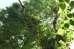 Image of Aechmea cylindrata Lindm.