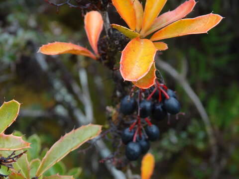 Image of Berberis goudotii Triana & Planch.