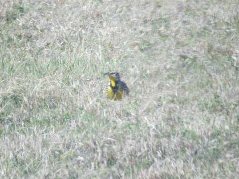 Image of Meadowlark