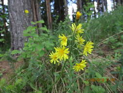 Image of Crepis praemorsa (L.) Tausch