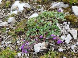 Image of Clinopodium alpinum (L.) Kuntze