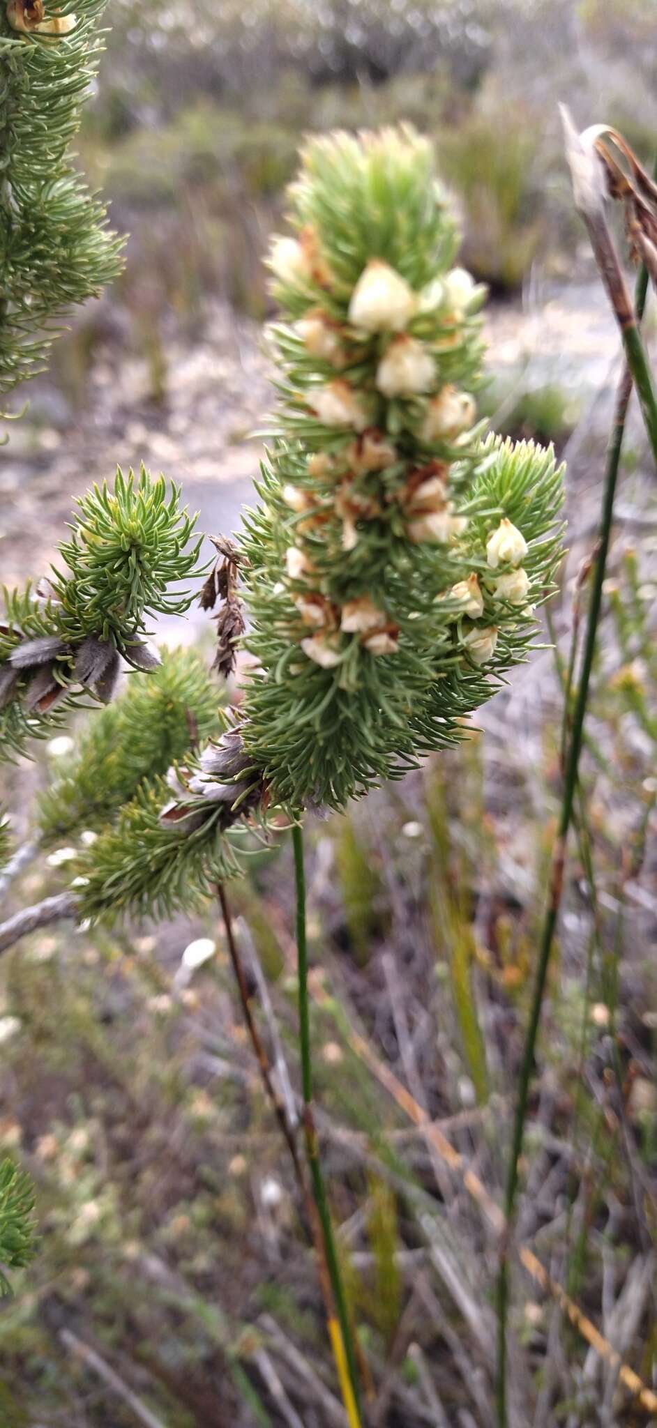 Imagem de Aspalathus incurvifolia Walp.