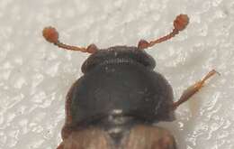 Image of Sap beetle