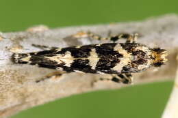 Image of Callisto insperatella (Nickerl 1864)