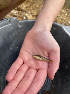 Image of Saffron darter