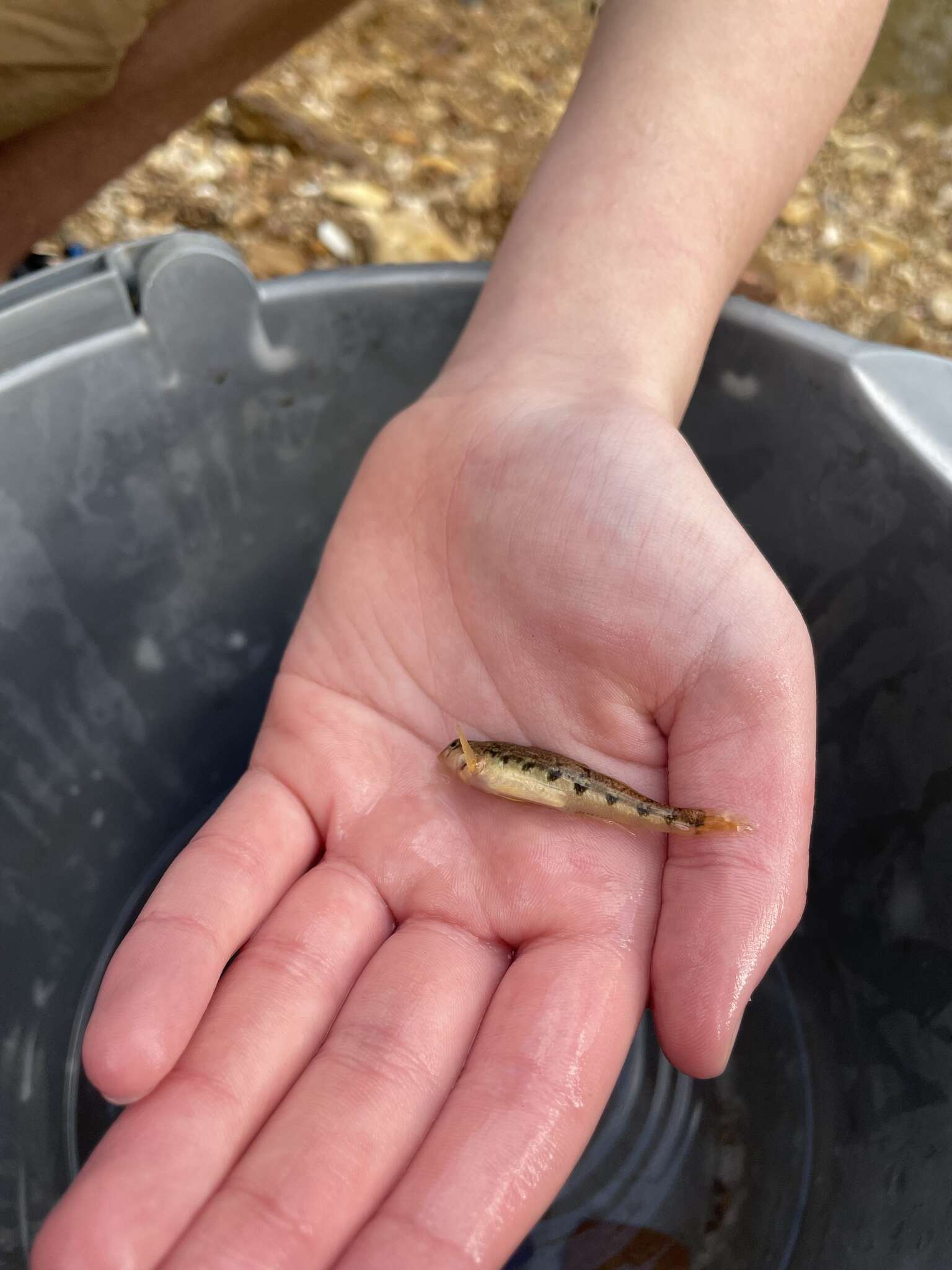 Image of Saffron darter