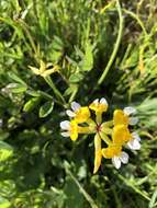 Image de Hosackia pinnata (Hook.) Abrams