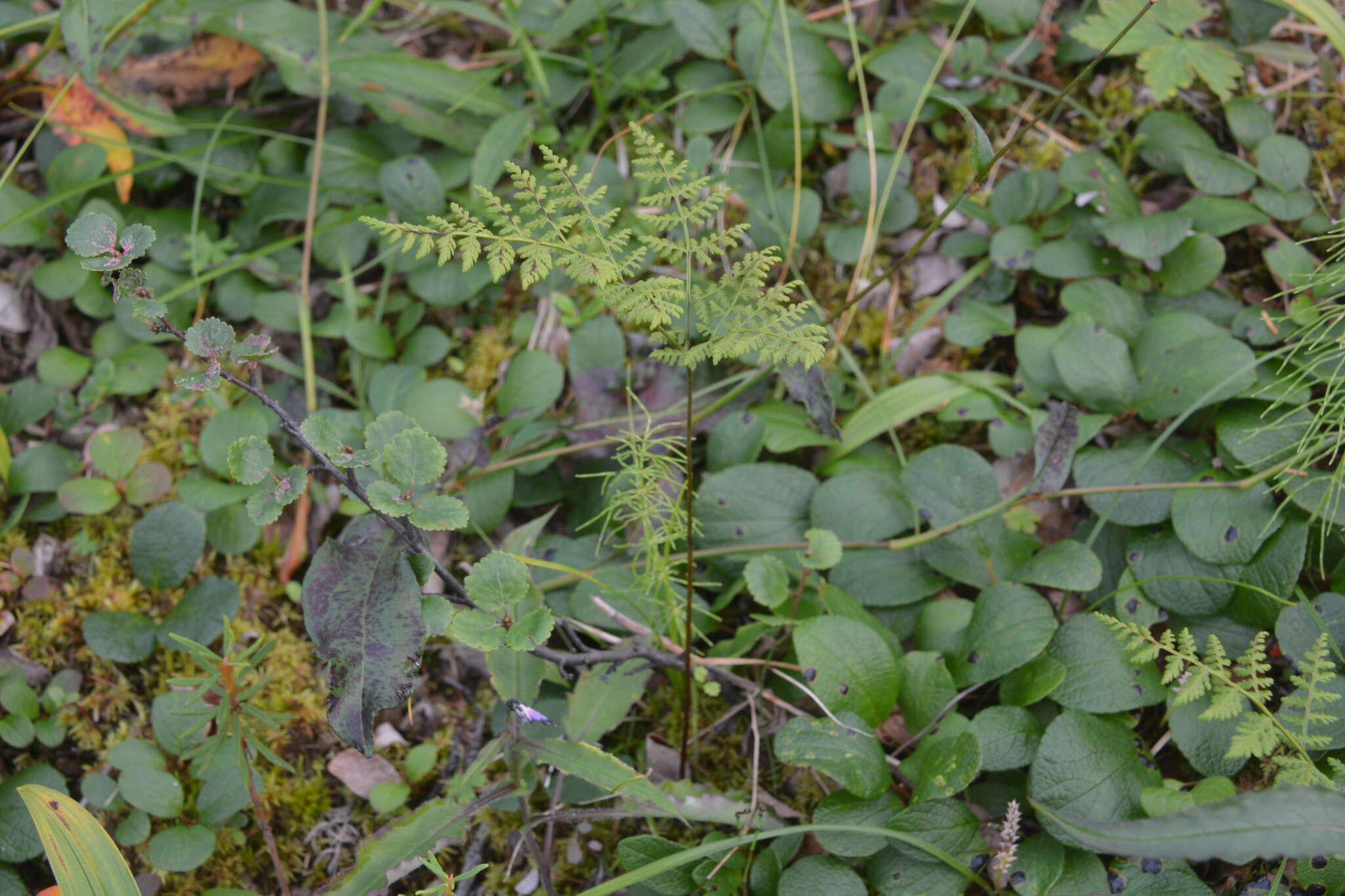 Image of mountain bladderfern