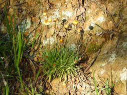 Image of Leucochrysum albicans subsp. albicans