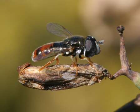 Paragus tibialis (Fallen 1817) resmi