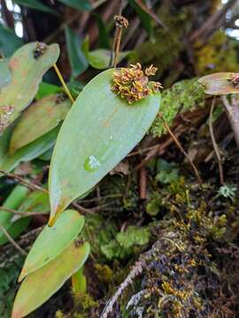 Imagem de Pleurothallis canaligera Rchb. fil.