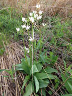 Image of American Cowslip