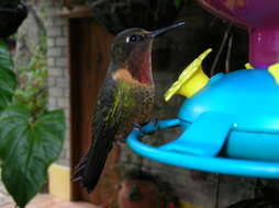 Image of Orange-throated Sunangel