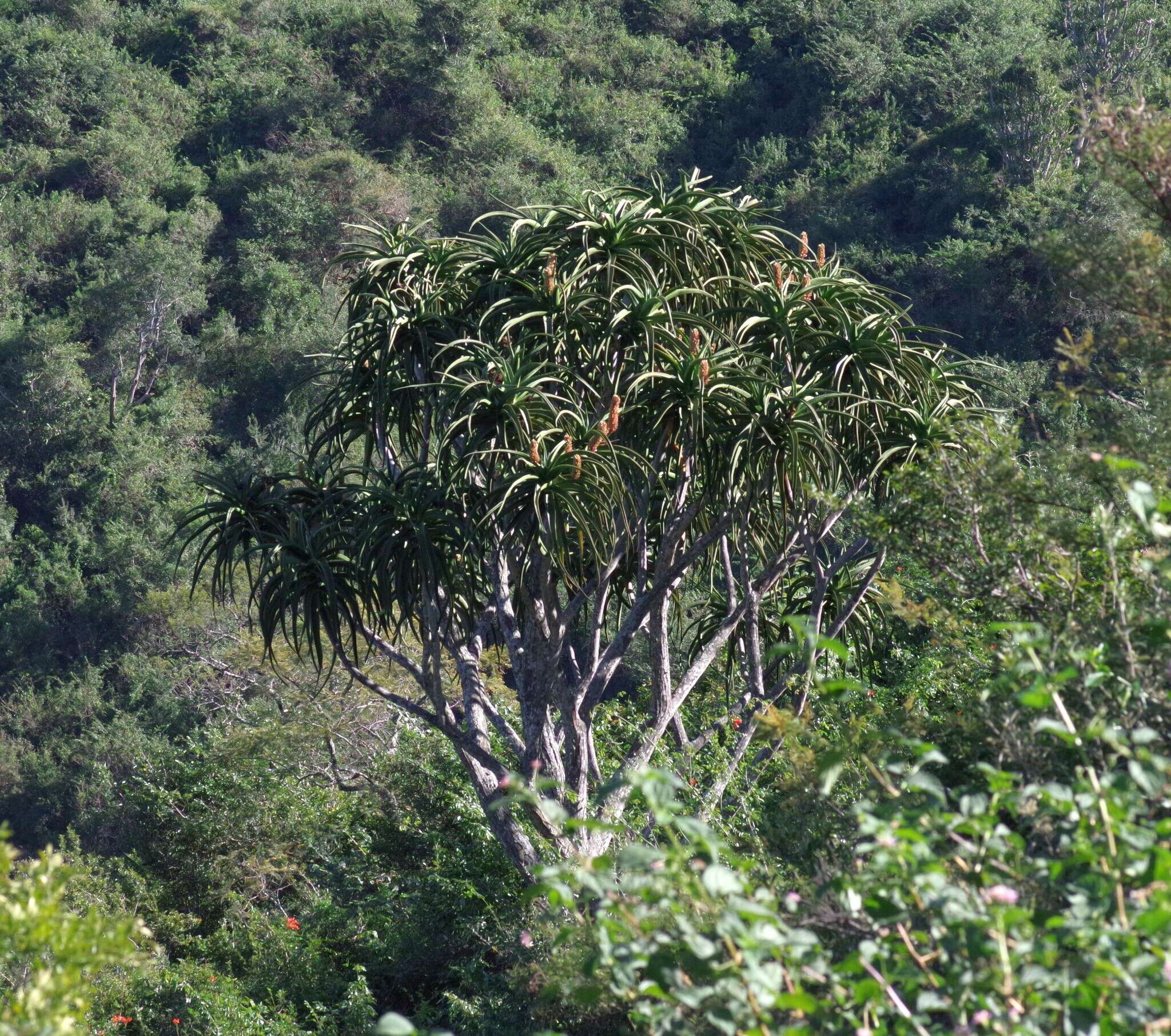 Image of Barber's tree aloe