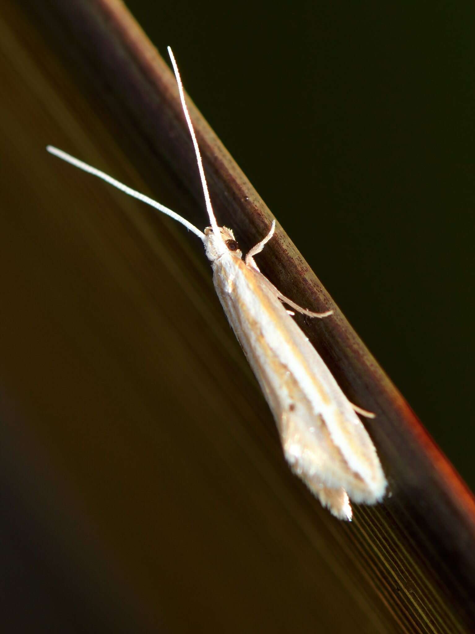 Image of Sagephora exsanguis Philpott 1918