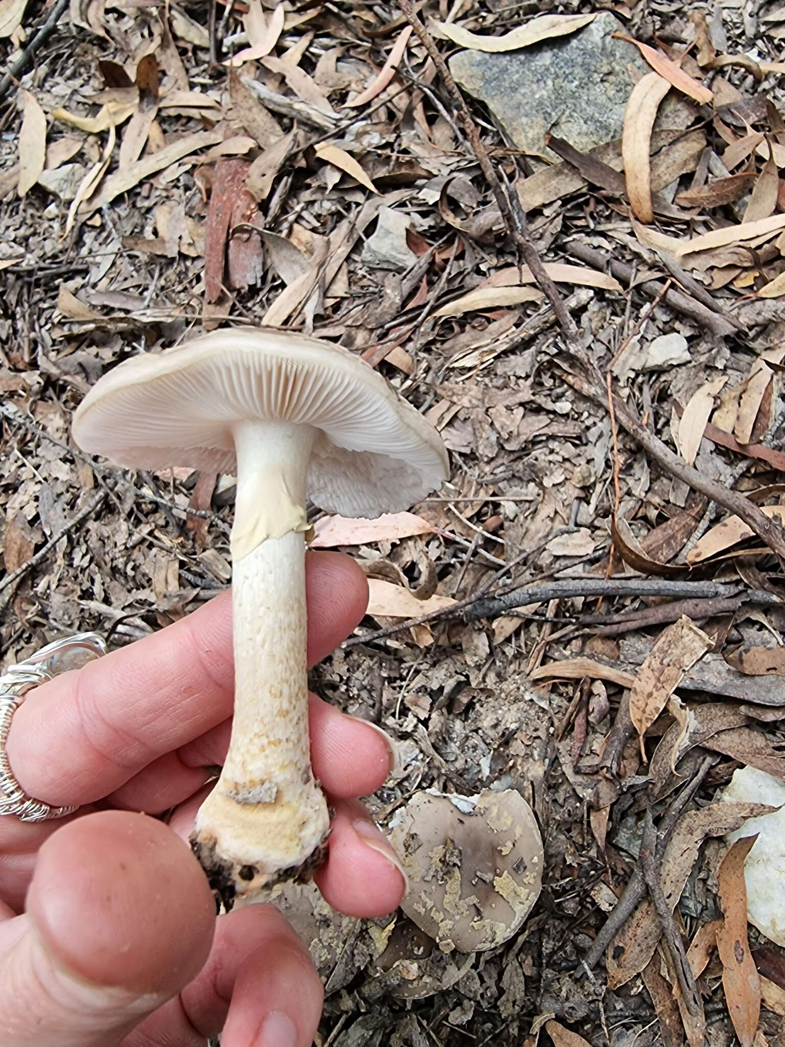 Image de Amanita luteolovelata D. A. Reid 1978