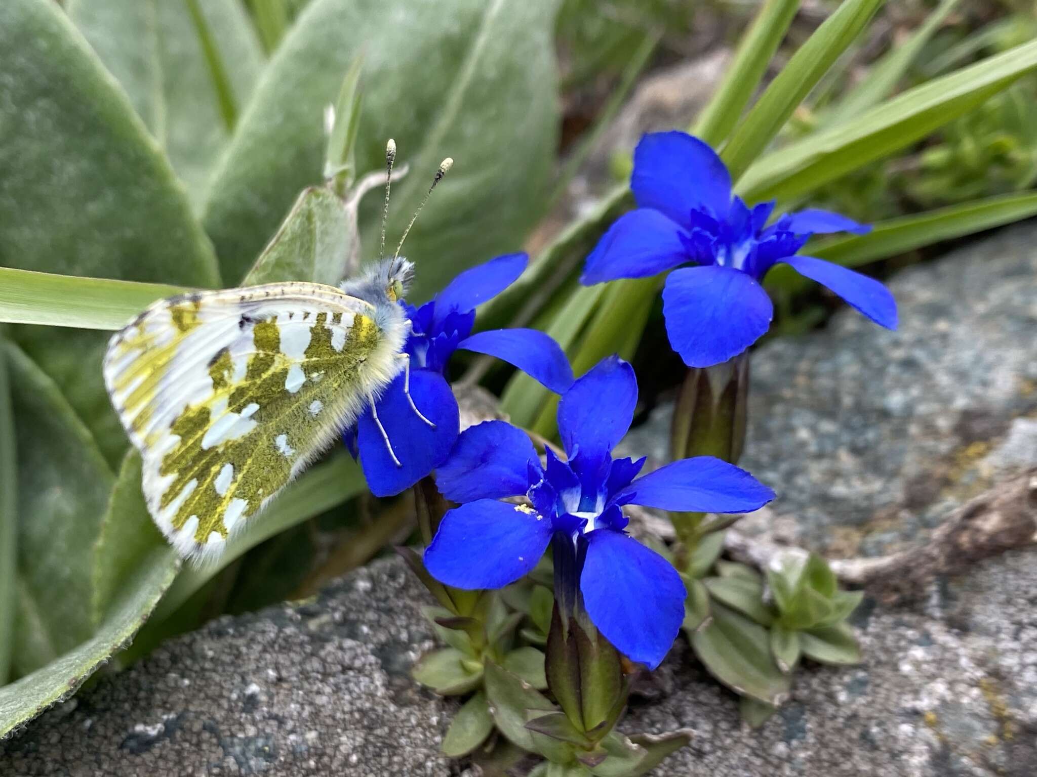 Слика од Euchloe simplonia (Boisduval 1828)