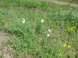 Image of Papaver albiflorum (Elkan) Pacz.