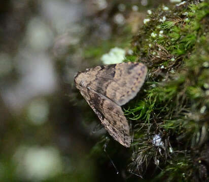 صورة Dyspyralis illocata Warren 1891