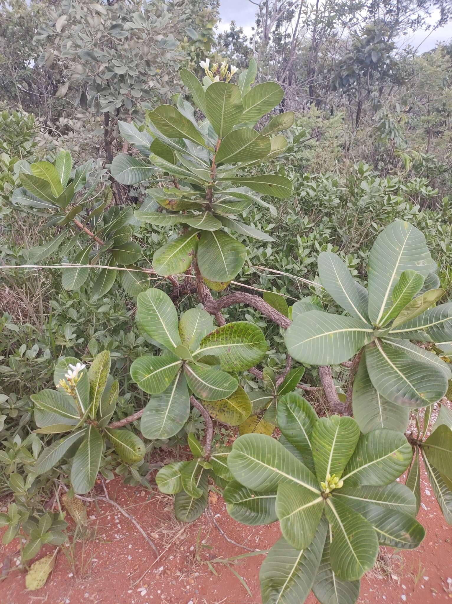 Himatanthus obovatus (Müll. Arg.) R. E. Woodson的圖片