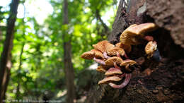 Imagem de Gymnopilus aeruginosus (Peck) Singer 1951