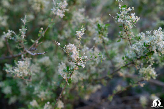 Image de Iresine alternifolia S. Wats.