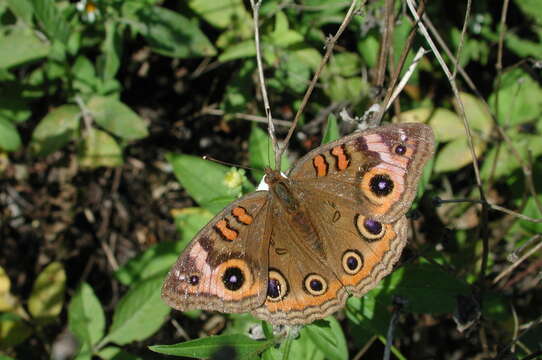 Image of <i>Junonia neildi</i>