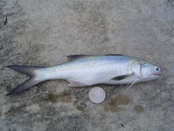 Image of East Asian fourfinger threadfin