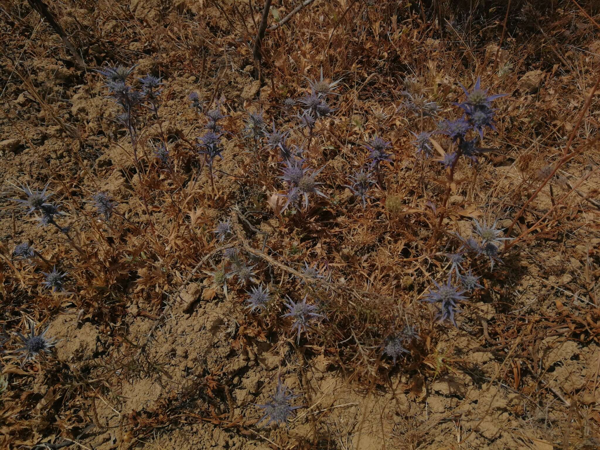 Image of Eryngium dilatatum Lam.