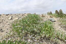 Image of Exodeconus pusillus (Bitter) Axelius