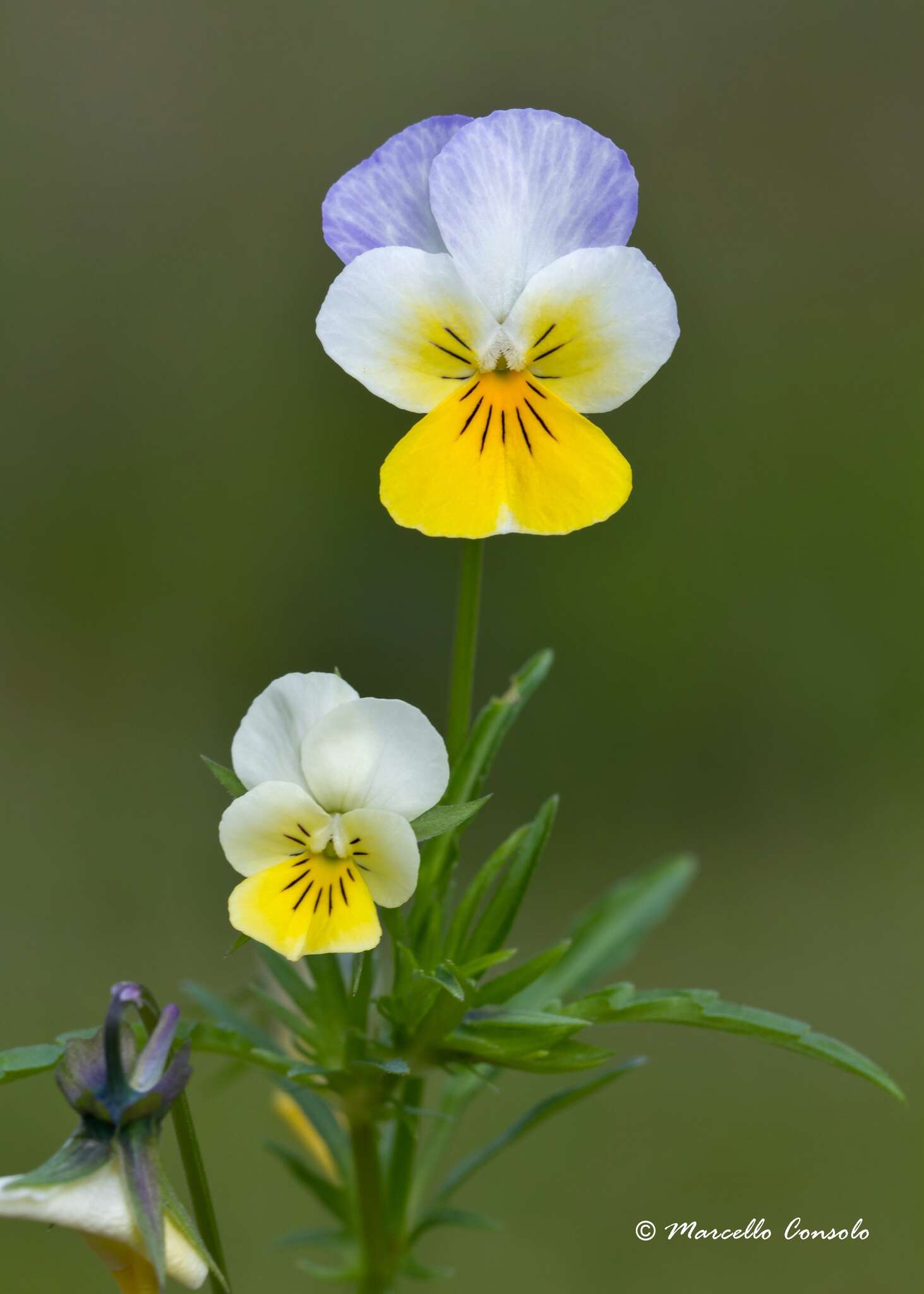 Image of Johnny-jump-up