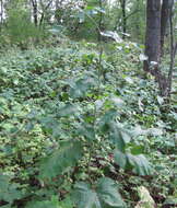 Image of Arctium nemorosum Lej.