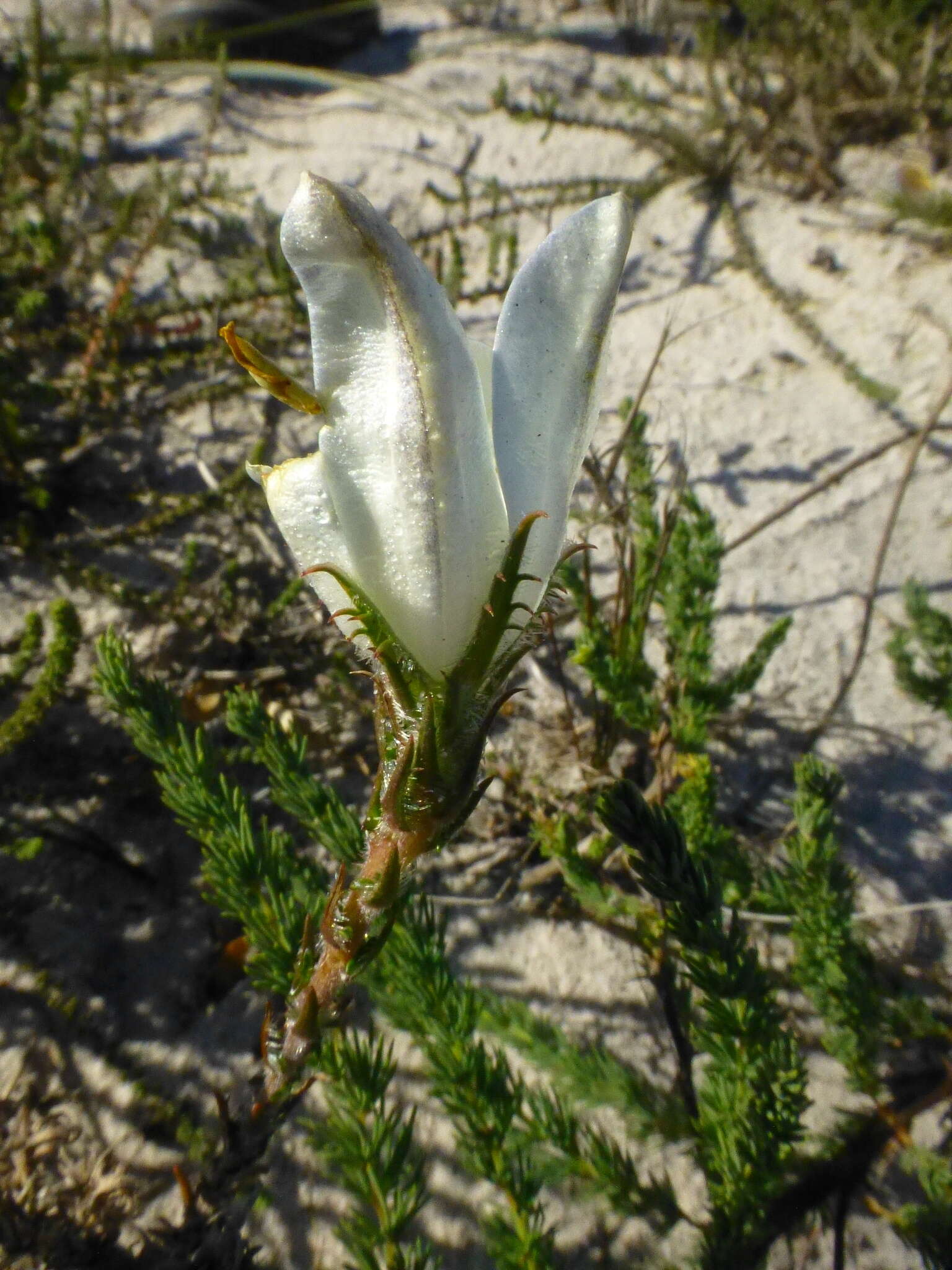 Image of Roella arenaria Schltr.