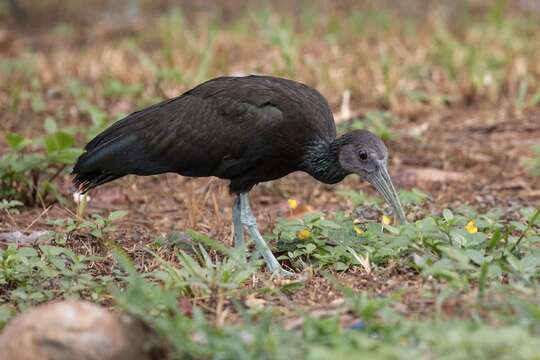 Image of Mesembrinibis Peters & JL 1930