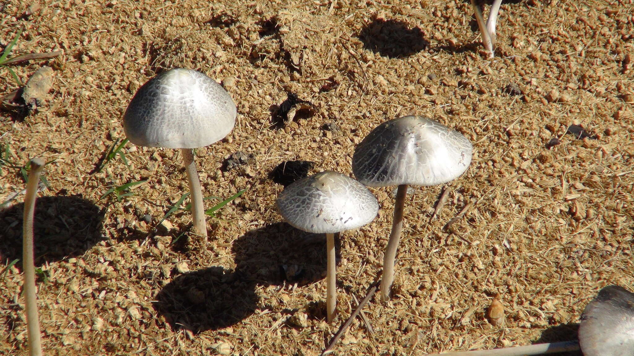 Image of Panaeolus antillarum (Fr.) Dennis 1961