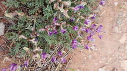 Image of rimrock milkvetch