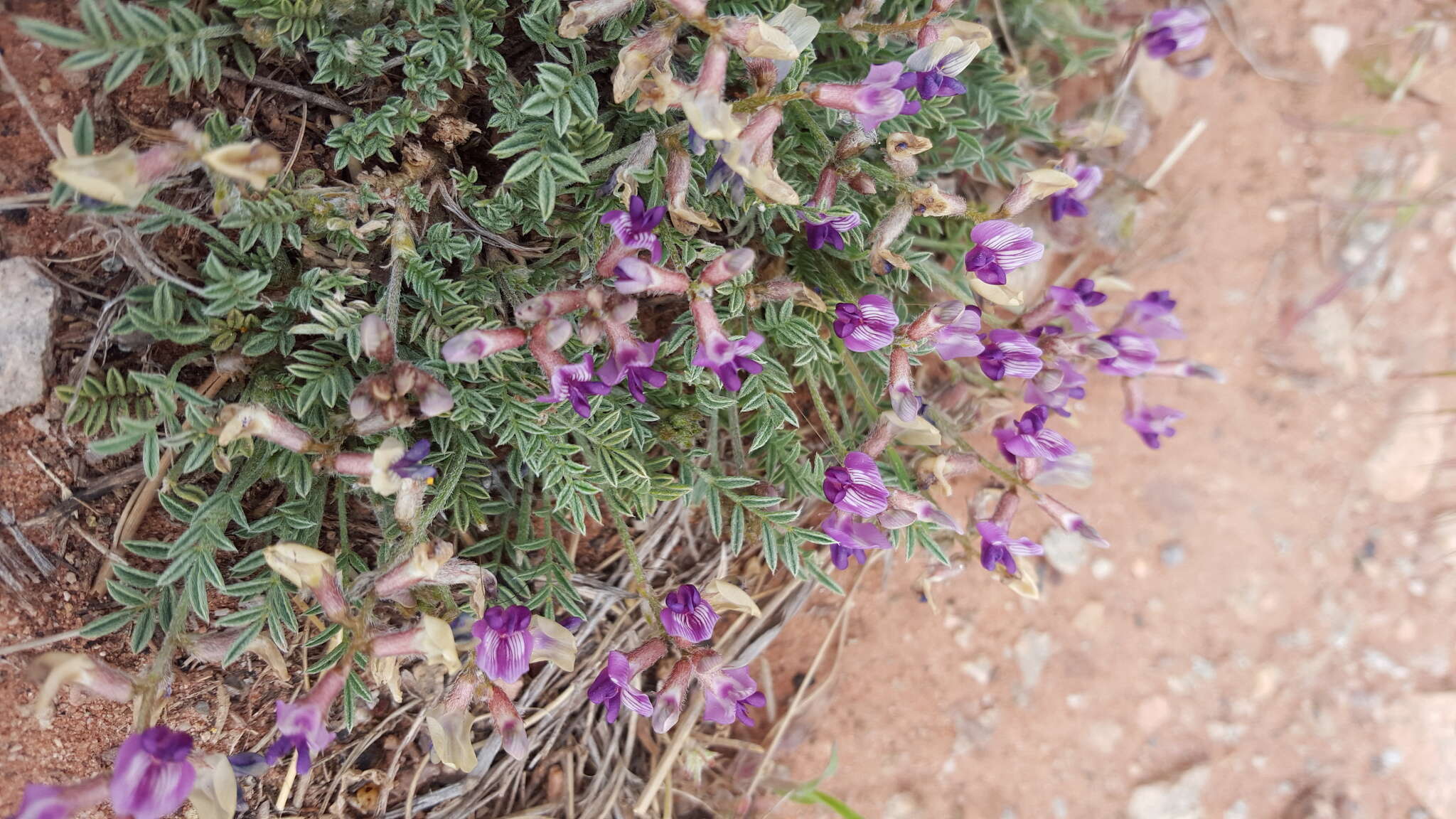 صورة Astragalus desperatus M. E. Jones