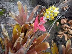 Image of Aechmea bromeliifolia (Rudge) Baker ex Benth. & Hook. fil.