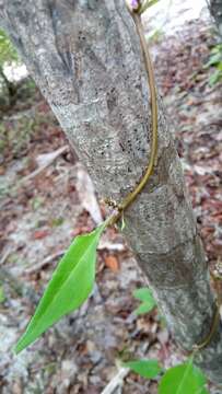 Image de Basella madagascariensis Boivin ex H. Perrier