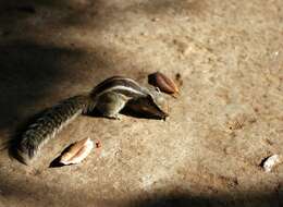 Image of Funambulus subgen. Prasadsciurus Moore & Tate 1965