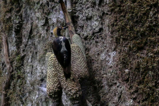 Image of Golden-naped Woodpecker