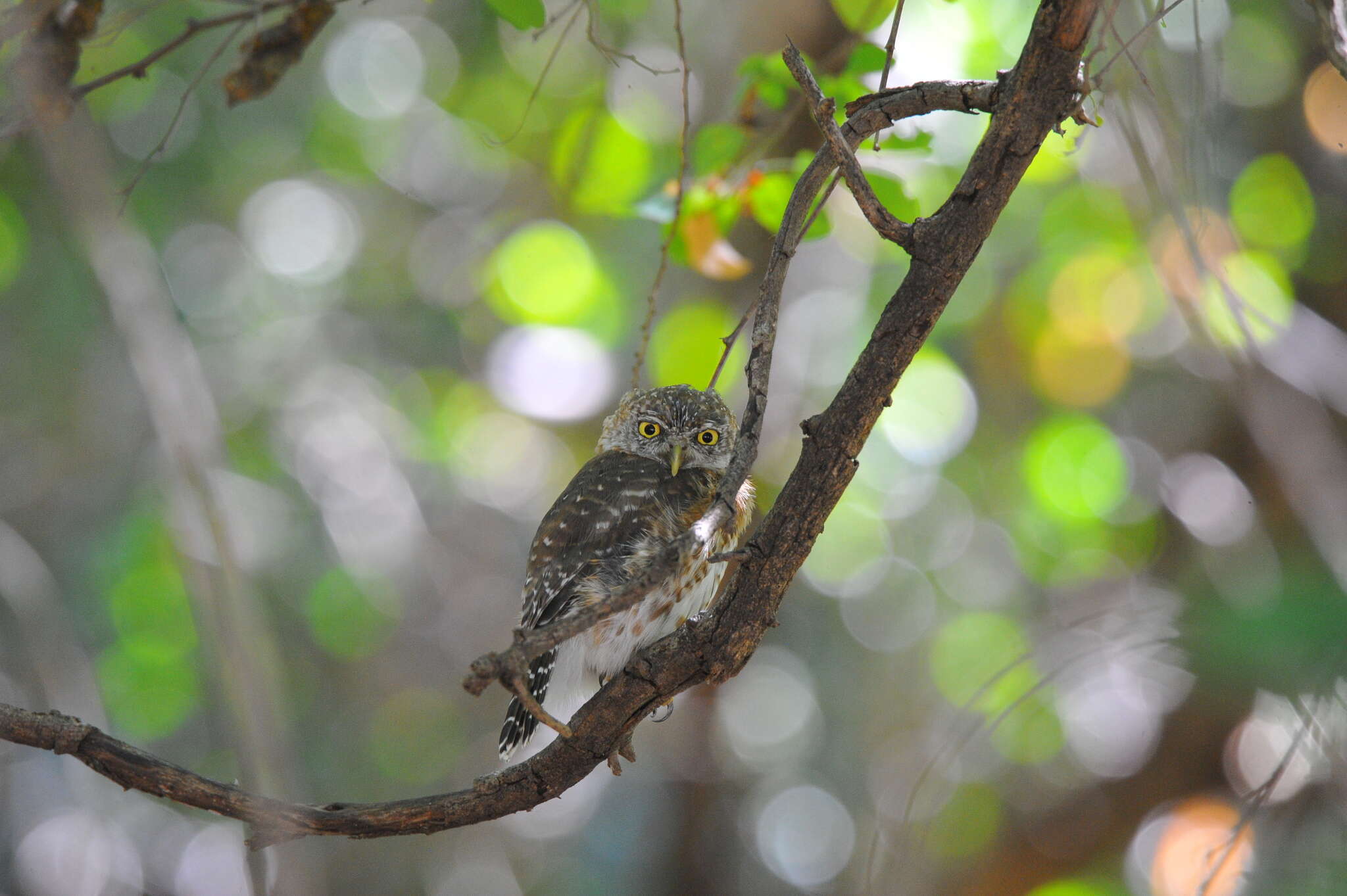 Glaucidium siju (d'Orbigny 1839) resmi