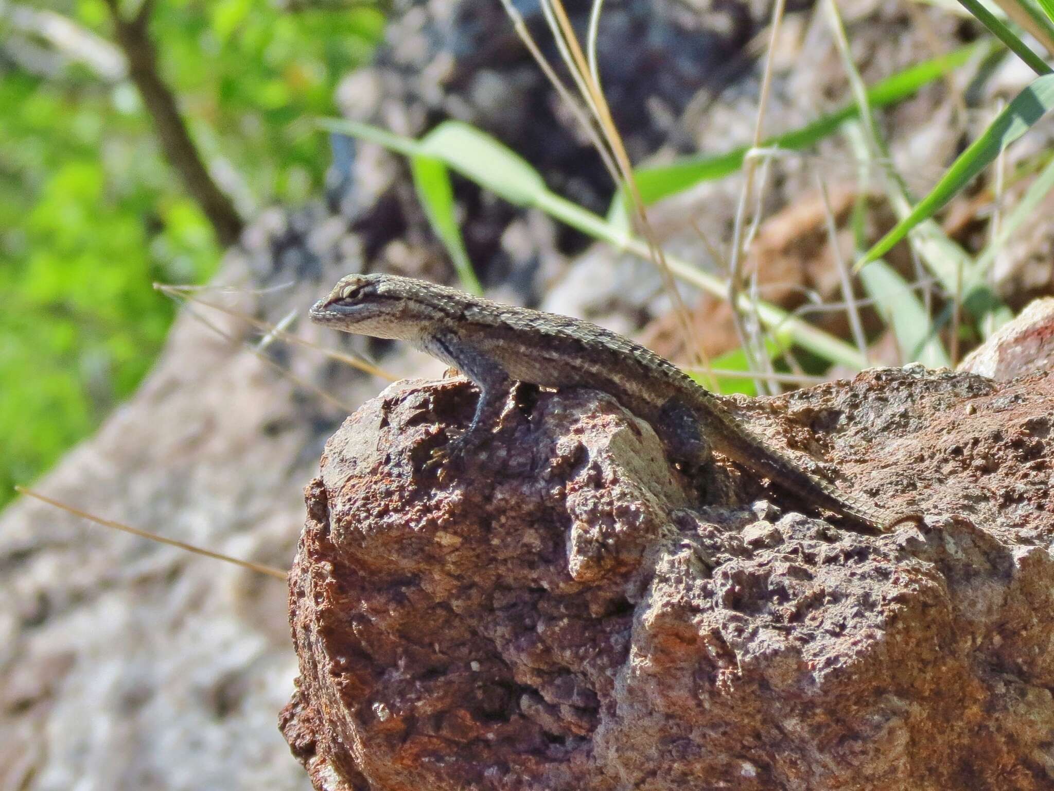 Image of Southwestern Fence Lizard