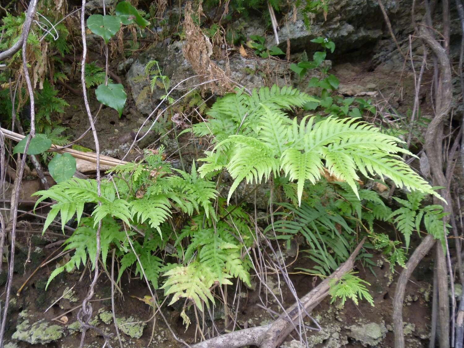 Image of Pteris comans G. Forst.