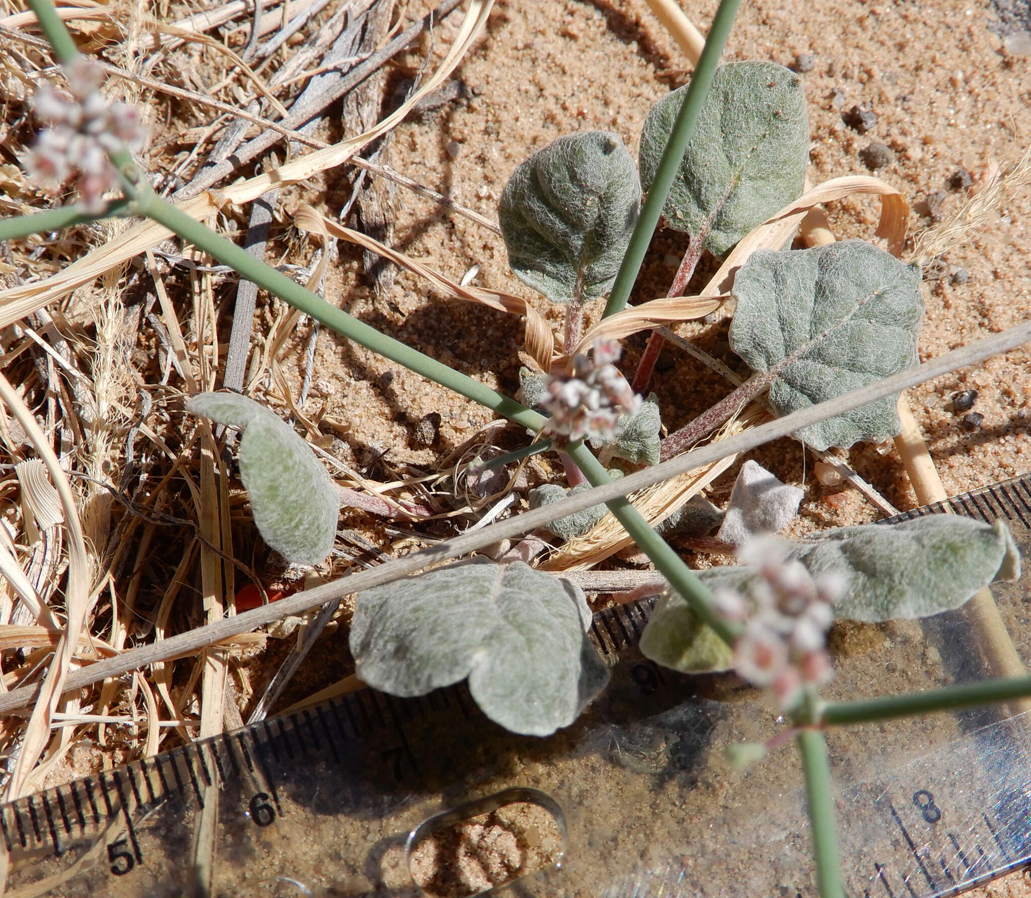 Imagem de Eriogonum rotundifolium Benth.