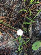 Image of coastal plain dawnflower