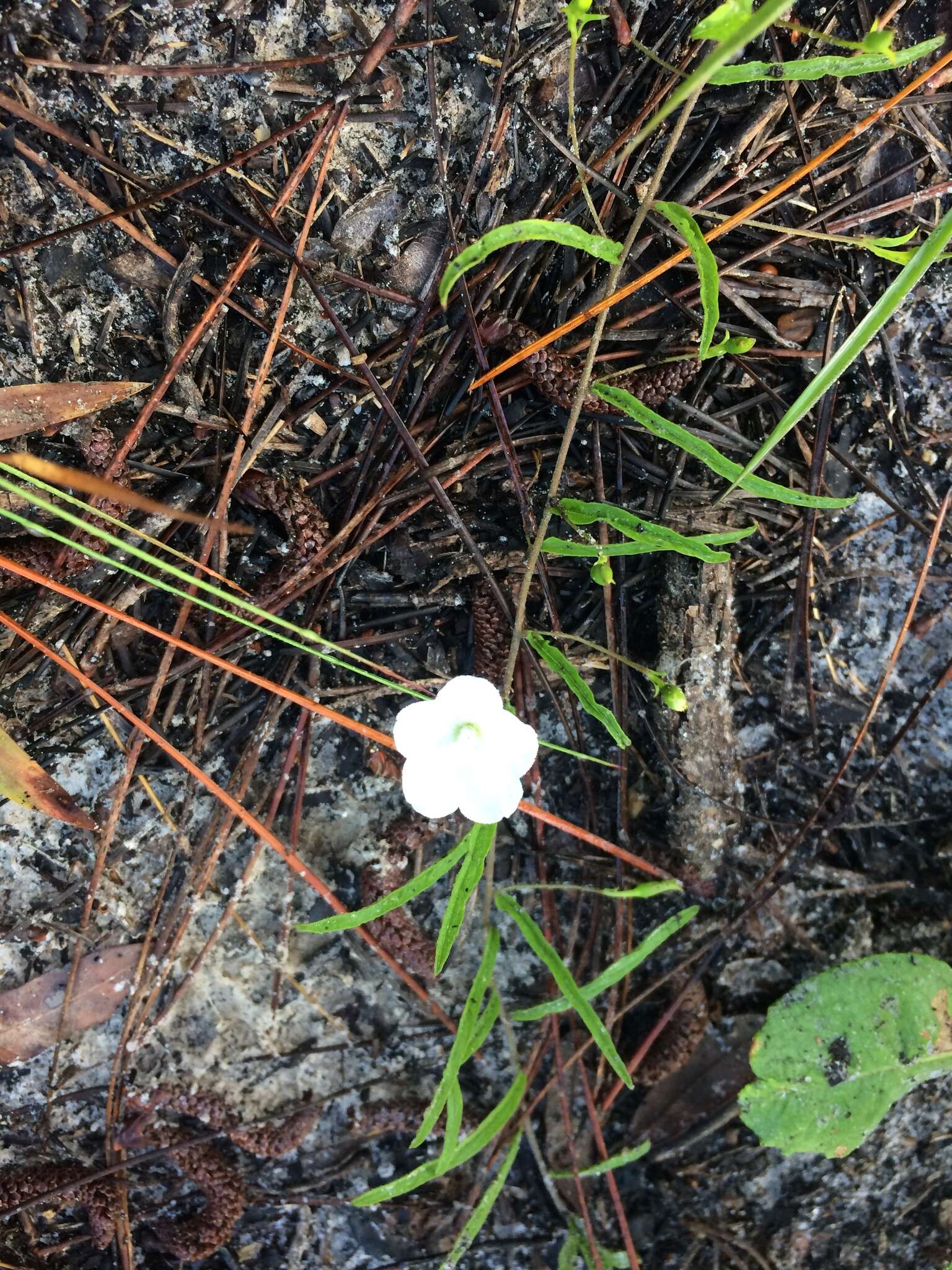 Image of coastal plain dawnflower